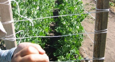 Proč potřebujete vázat hrášek a jak to udělat správně?